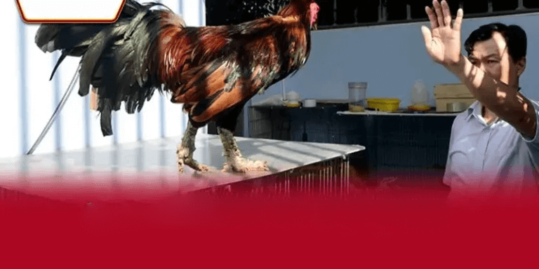 FAQs - Những Câu Hỏi Thường Gặp Về Gà Vảy Rồng Tại Nhà Cái AA888