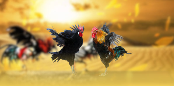 Bật Mí Kinh Nghiệm Soi Kèo Đá Gà 88 Trực Tiếp Hôm Nay Tại Nhà Cái AA888 Thắng Lớn