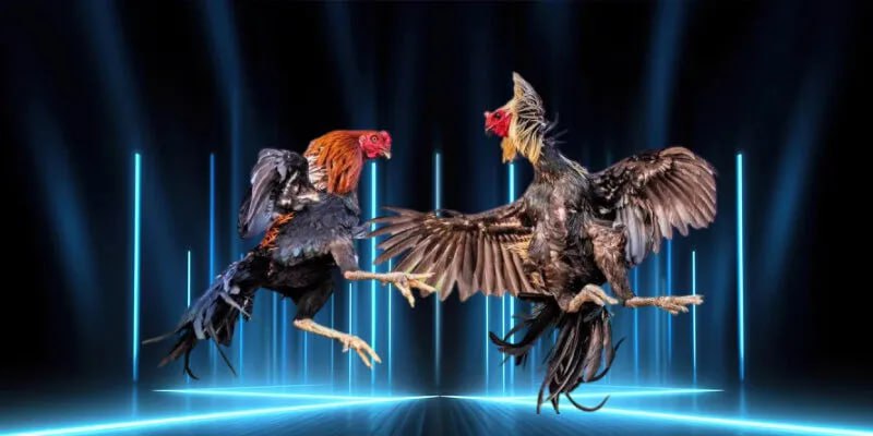 Các bước tham gia đá gà trực tiếp thomo 67 tại Nhà Cái AA888 như thế nào