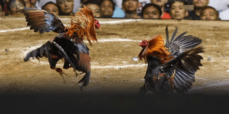 Bí Quyết Nâng Cao Khả Năng Chiến Thắng Trong Đá Gà Thomo C6 Tại Nhà Cái AA888