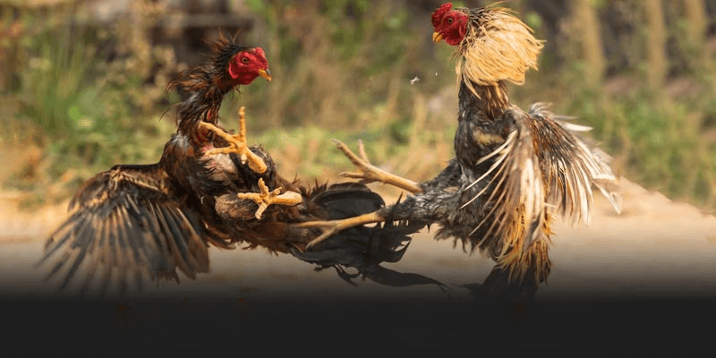 Các Yếu Tố Quan Trọng Khi Tham Gia Đá Gà Thomo C6 Tại Nhà Cái AA888