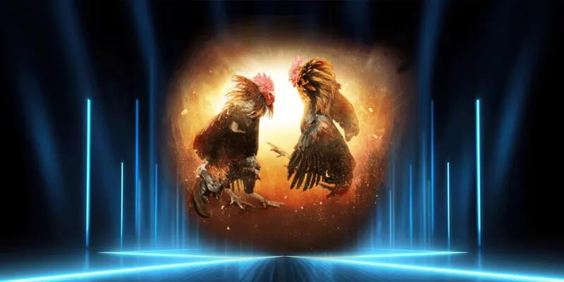 Đá Gà Trực Tuyến Thomo Tại Nhà Cái AA888