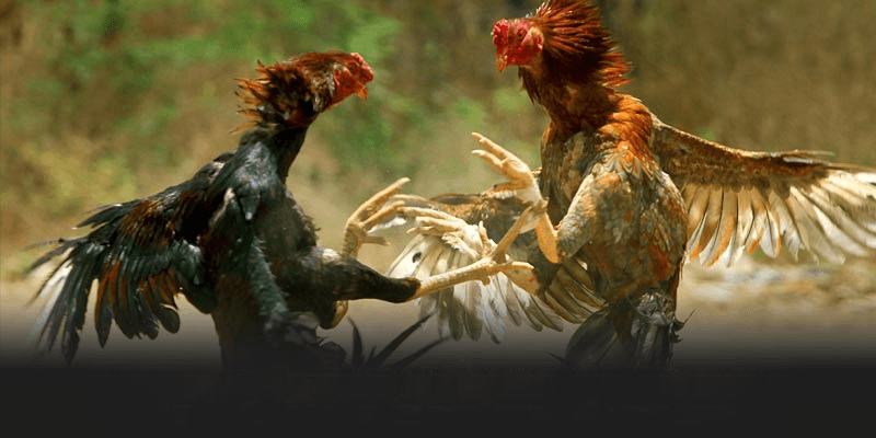 Giới Thiệu Về Đá Gà Thomo C6 - Đặc Điểm Nổi Bật Và Lý Do Thu Hút Người Chơi