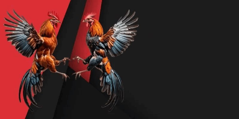 Giới thiệu về Đá Gà Trực Tuyến và Nhà Cái AA888