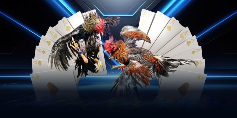 Các Thông Tin Cần Thiết Khi Tham Gia Đá Gà Trực Tiếp Hôm Nay Tại AA888