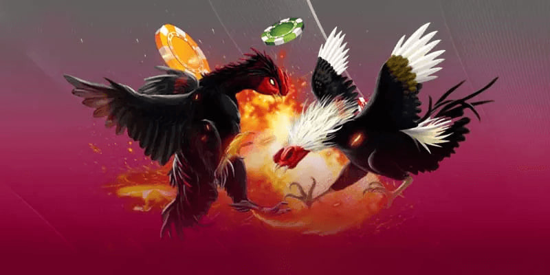 Các bước đăng nhập và trải nghiệm xem trực tiếp Đá gà Thomo tại AA888