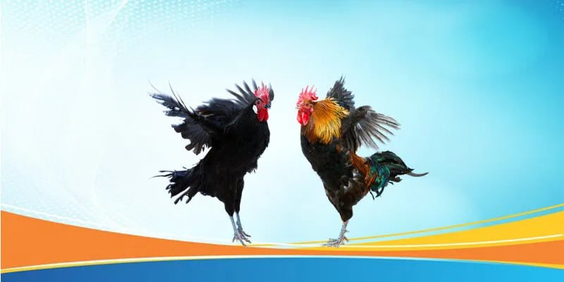 Lợi ích khi cược tại trang đá gà Thomo uy tín nhà cái AA888