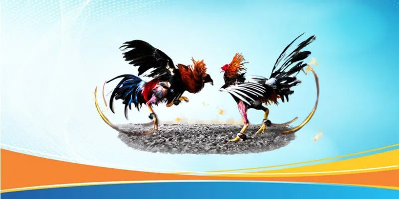 Sức hút của trang đá gà Thomo - Sân chơi thường xuyên cập nhật các trận đấu chất lượng