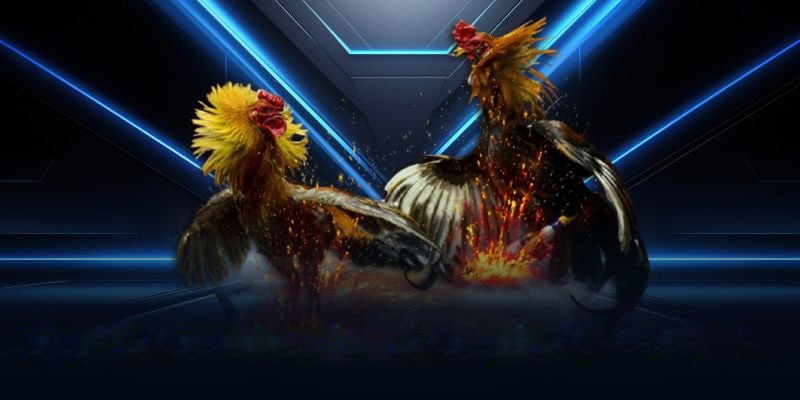 Đá Gà Thomo Tại Nhà Cái AA888 - Một Trải Nghiệm Đặc Biệt Trong Thế Giới Cược Gà