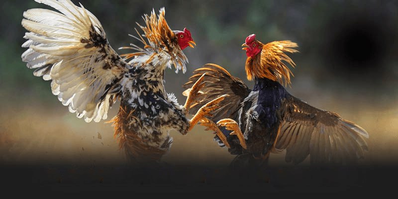 Bí kíp soi kèo Đá Gà Trực Tuyến AA888 từ các chuyên gia