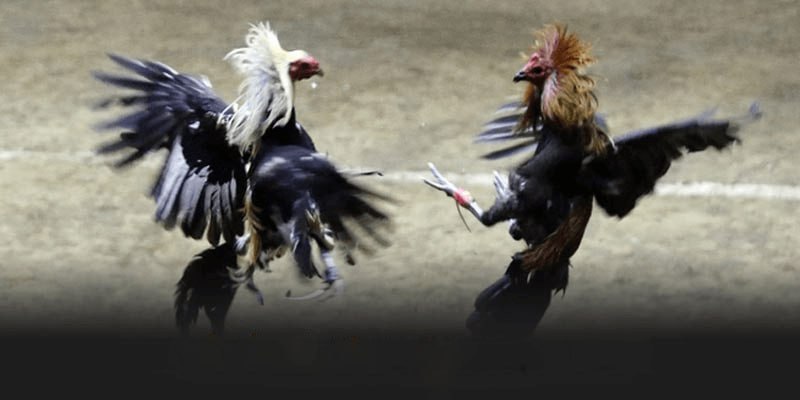 Các hình thức cược phổ biến tại nhà cái AA888 hiện nay