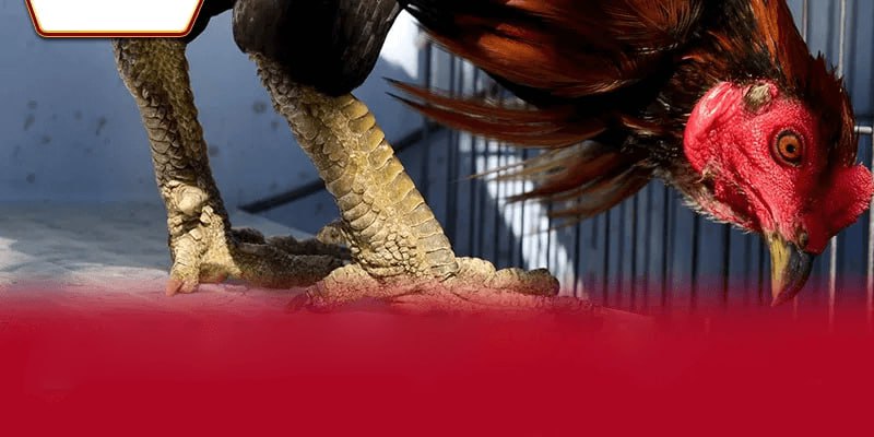 Nhà cái AA888 – Điểm đến lý tưởng cho các tín đồ mê gà