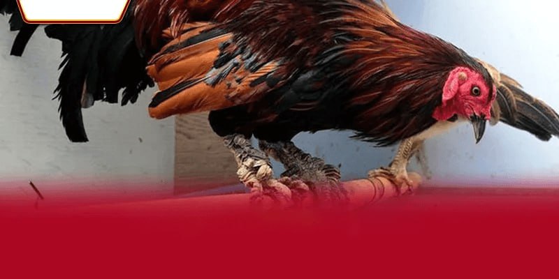 Sức hút mãnh liệt của bộ môn Đá gà ăn tiền năm 2026